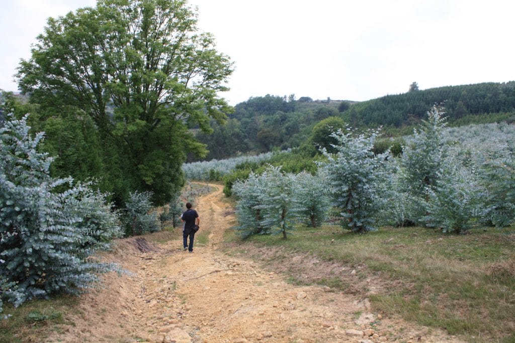 Eucalipto_cinerea_plantación Eucalipto cinerea