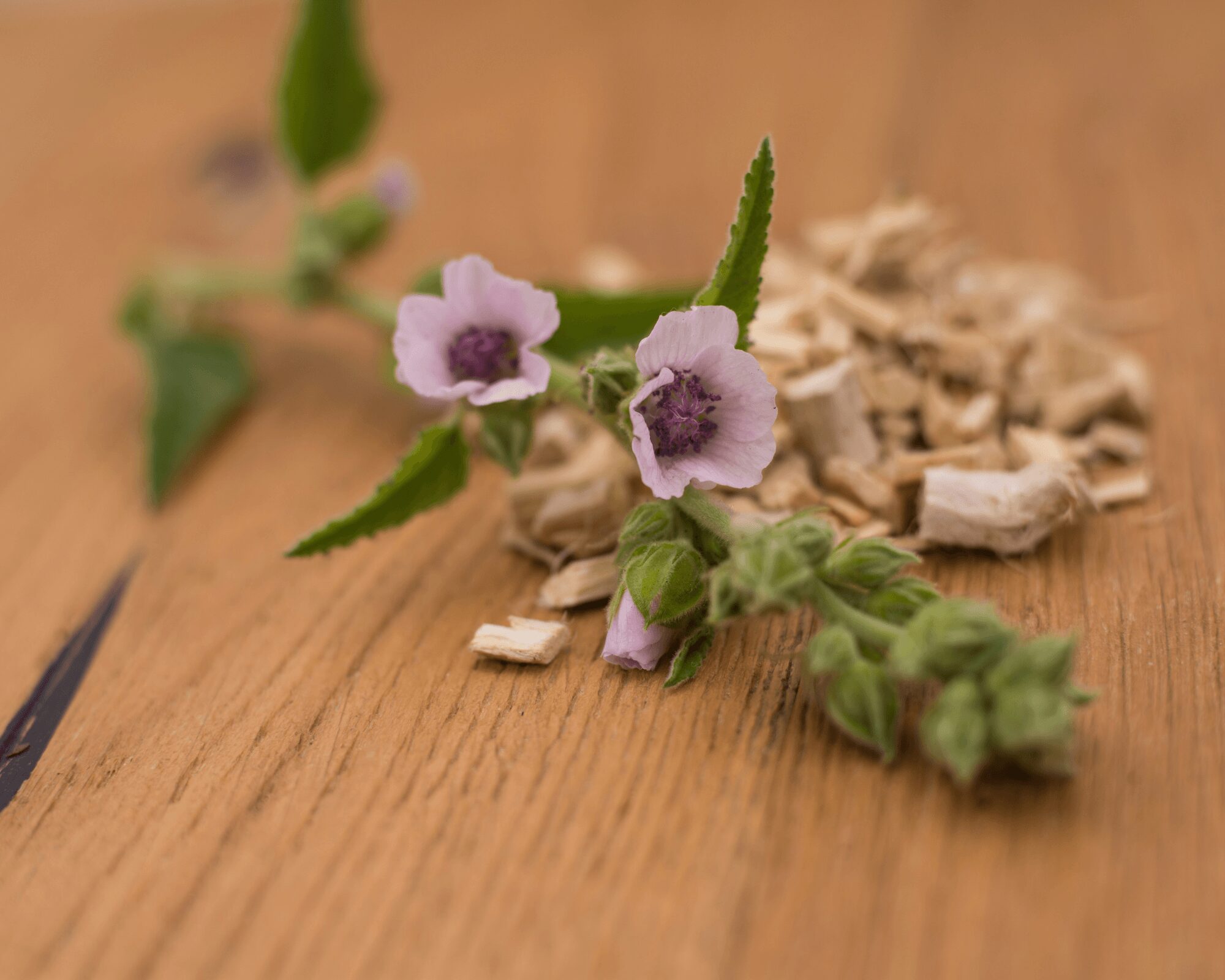 Malvavisco: propiedades, para qué sirve y cómo preparar la infusión