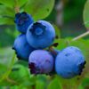 comprar arándanos ecológicos directamente al productor