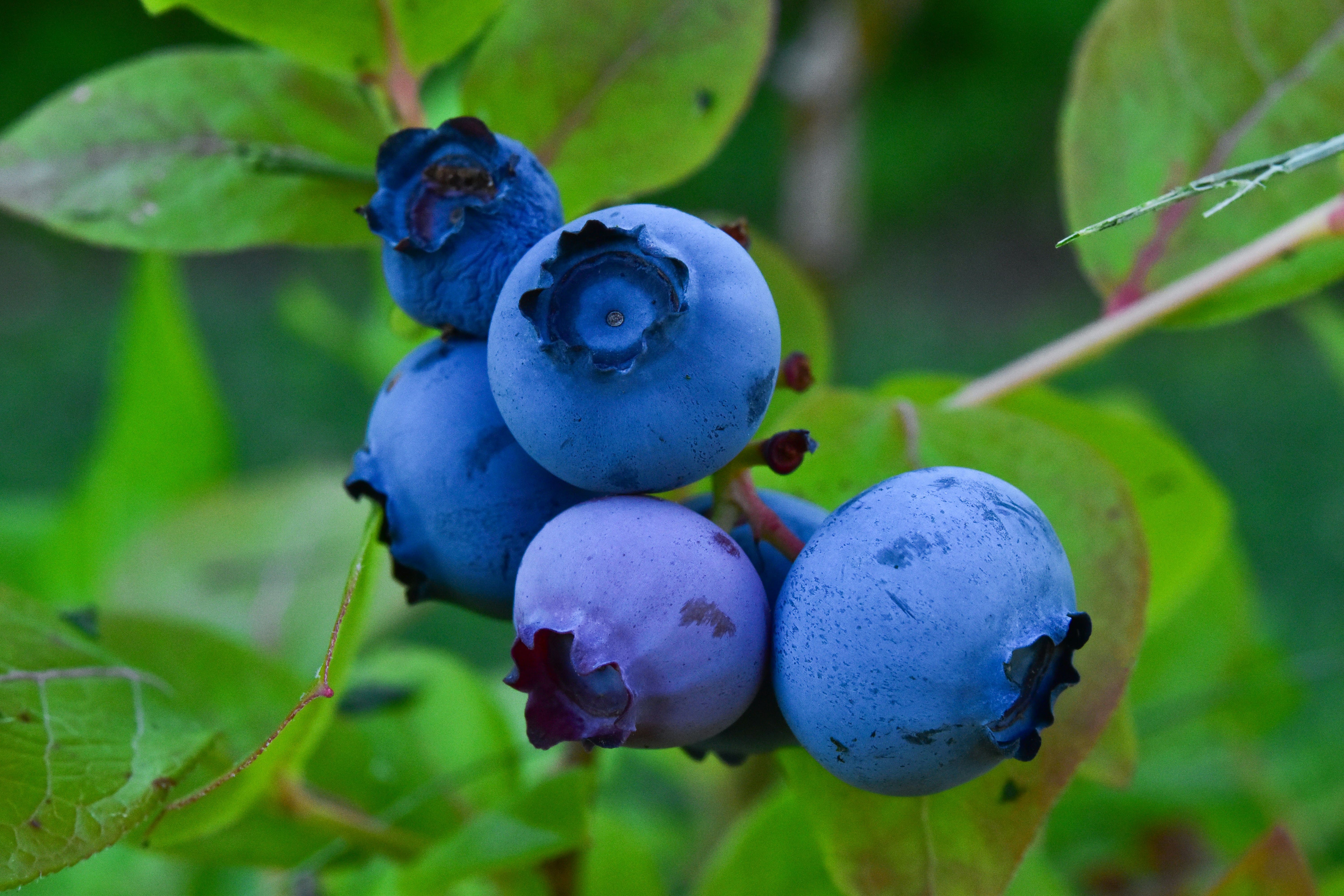 comprar arándanos ecológicos directamente al productor